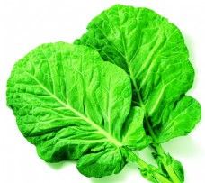 蔬菜饮食白菜蔬菜青菜透明素材图片