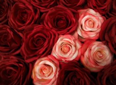 鲜花鲜红的玫瑰花图片