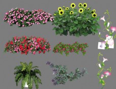 植物类盆栽花素材图片