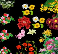 印花素材牡丹菊花系列图片