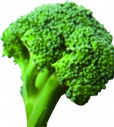 绿色蔬菜西蓝花花椰菜透明免抠素材图片