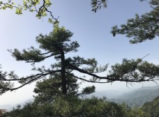 树木白云山风景图片