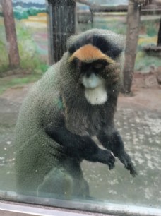动物园猴子图片
