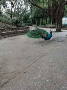 动物园蓝孔雀图片