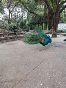 动物园蓝孔雀图片