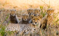 一群可爱的小猎豹图片