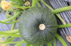绿色蔬菜圆西葫芦图片