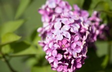 美丽的紫丁香鲜花图片