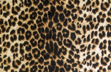 欧式花纹背景豹纹图片