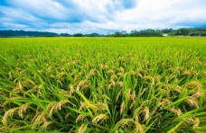 自然景观水稻图片