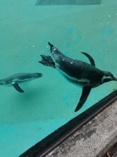 动物园企鹅图片