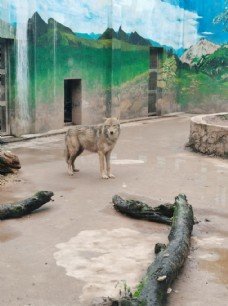 动物园狼图片