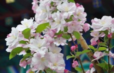 园林花灌木西府海棠的花枝图片