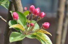 北方园林植物西府海棠的花朵图片
