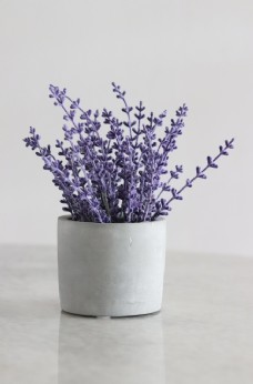 紫色薰衣草图片