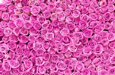 花草粉红色的玫瑰花背景图片