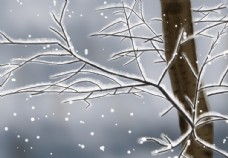 其他设计冬季树枝上落雪图片