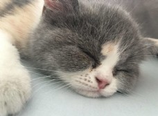 睡觉的小猫图片