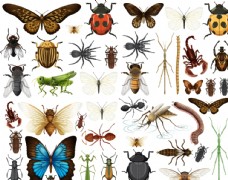 昆虫蝴蝶蝴蝶昆虫动物图片