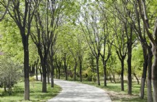 园林行道树国槐树林图片