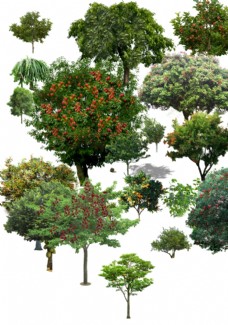 木材果树图片