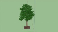 树SU模型图片