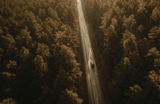 树木森林公路图片
