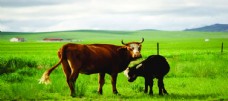 景观设计草原牛图片
