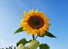 向日葵向阳花太阳花图片