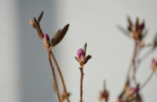 紫色干枝杜鹃花苞图片