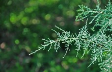 耐盐碱植物柽柳的枝叶图片