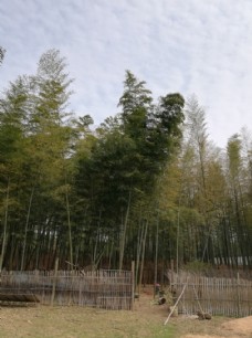 树木竹林图片