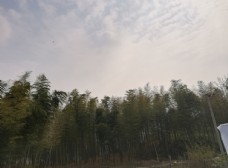 树木竹林图片