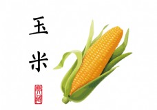 药材玉米插画图片