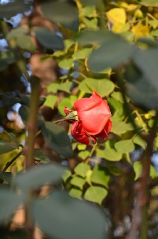 特色阳光下红色月季玫瑰花朵特写图片