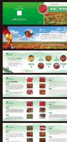 农业绿色辣椒画册种植图片
