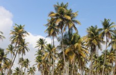 木材海边的椰子树图片