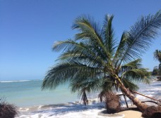 木材海边的椰子树图片
