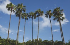 度假海边的椰子树图片