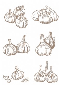 食品海报手绘线描调味品大蒜图片