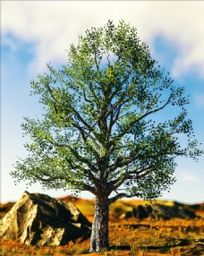 C4D模型高精度C4D树图片