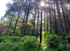 树林崂山阳光希望图片