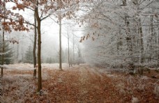 森林冬天图片