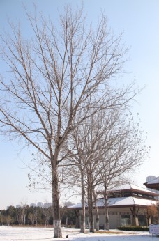 树木雪地里的树图片