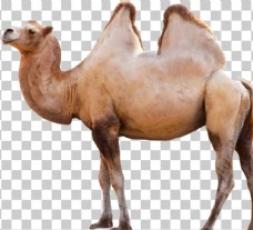 png抠图骆驼图片