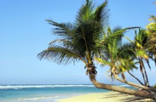 树林海边的椰子树图片