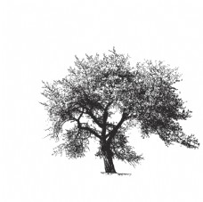 树木手绘矢量素材图片