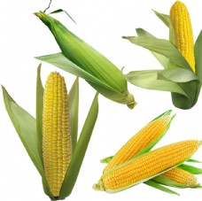 水果玉米图片