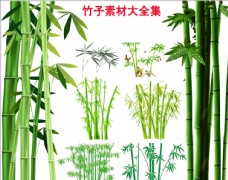 竹子素材富贵竹图片