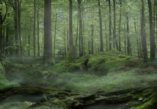 景观水景森林图片